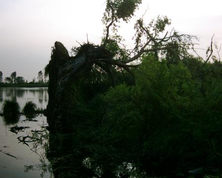 un arbre retournee dans le marais